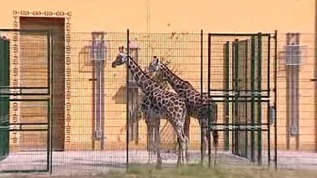 Pavilon žiraf v plzeňské zoo