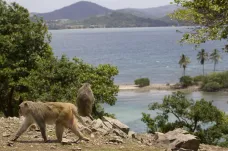 Hurikán proměnil společnost makaků. Jsou tolerantnější a sdílnější