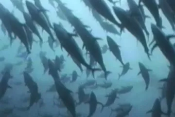 Ekosádky mohou vyřešit problémy rybolovu