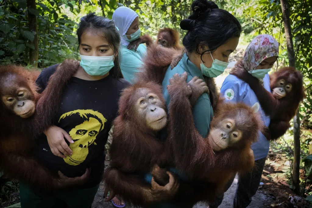 Vítězná fotografie NATURE –⁠ STORIES: Saving Orangutans (Záchrana orangutanů)