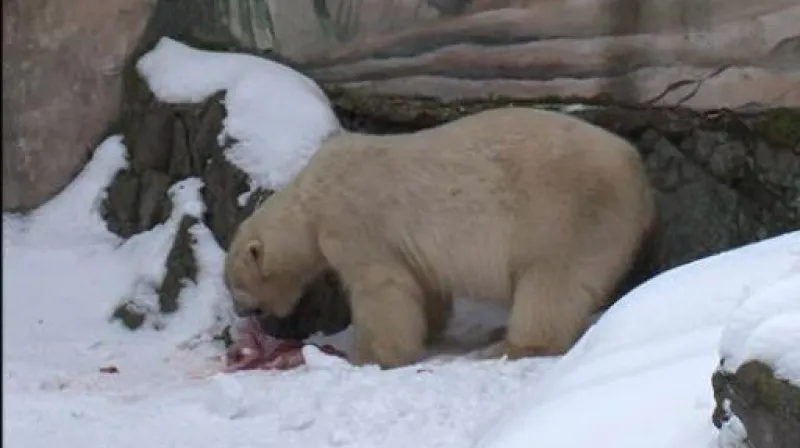 Umca a Cora se opět setkali (loňské záběry z mobilního telefonu)
