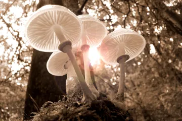 Houby možná umí komunikovat. Nová studie u nich našla obdobu lidské gramatiky