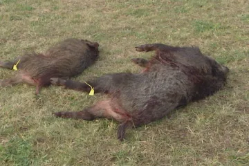 V Česku se objevila nebezpečná nemoc divočáků přenosná i na člověka