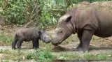 Nosorožec sumaterský
