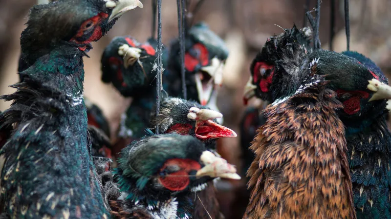 Nominace na první cenu Czech Press Photo 2017 v kategorii Příroda, věda a životní prostředí (série). Tomáš Benedikovič, Denník N - Lov bažantů
