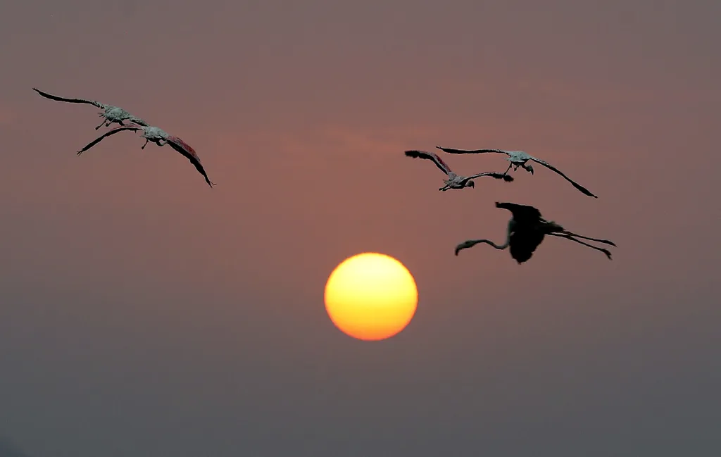 Město Bombaj překvapil přílet tisíců plameňáků