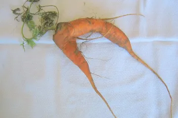 Unie uznala přešlap a pustí křivé okurky a hrbolaté mrkve na trh