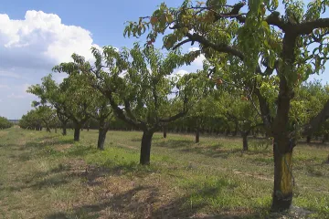 Na jihu Moravy mizí sady a zahrádky. Broskvoní je polovina než před třemi lety