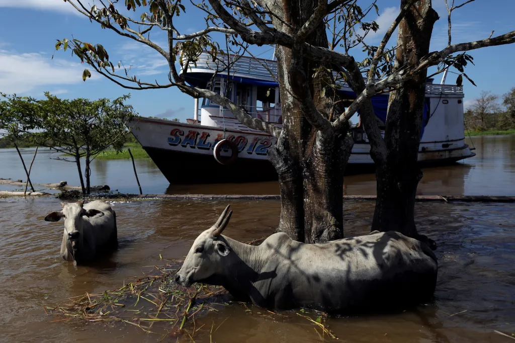 Dobytek „plave“ u břehu řeky Solimoes, která zaplavila po vydatných deštích  amazonskou oblast Manacapuru v Brazílii