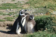Vlny veder ničí kolonie tučňáků. Zabíjí mláďata i dospělé 