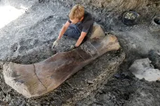 Ve Francii se našla kost obřího dinosaura. Vážil jako sedm tyranosaurů