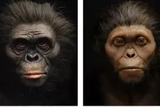 Jakou tvář měli dávní předkové člověka? Vědci rekonstruovali podobu africké Lucy