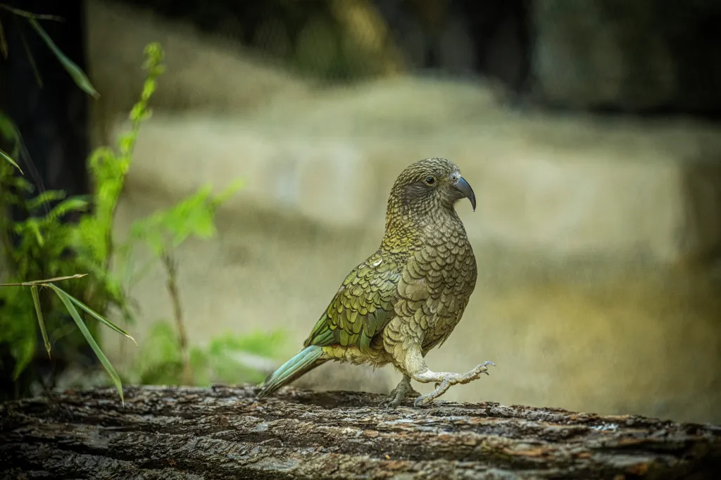 Liberecká zoo otevírá pavilon pro novozélandské papoušky nestory