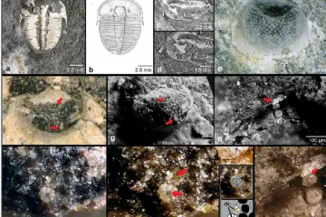 Trilobita se včelíma očima popsali němečtí vědci. Našel se na českém území