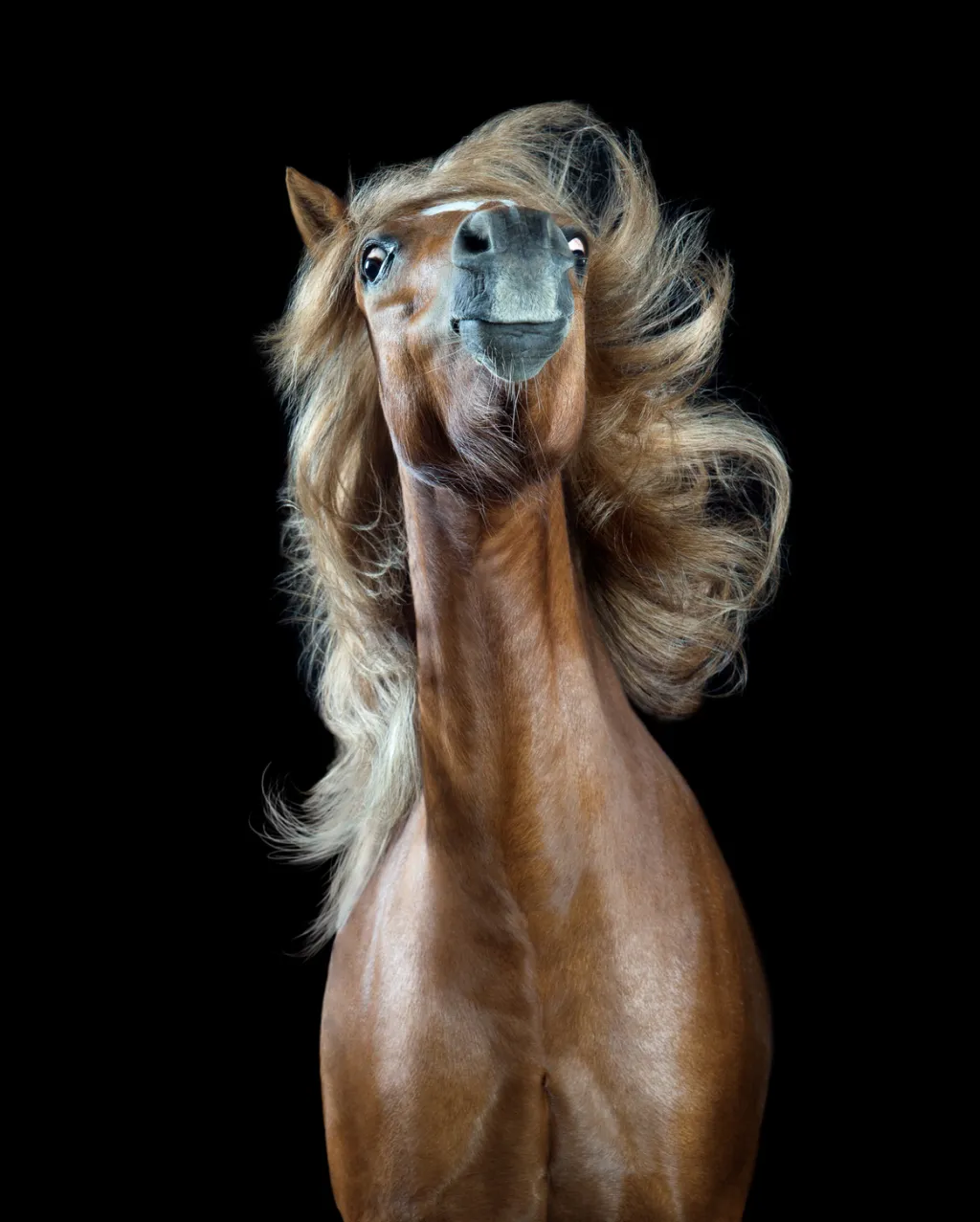 Finalista soutěže Sony World Photography Awards 2018 v kategorii Professional a v tematickém okruhu Svět přírody a divočiny. Fotografie z cyklu Koňský styl