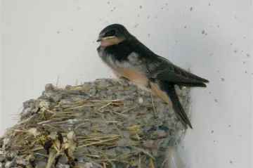 AVÍZO: Akce Vožekova sdružení v Košticích v květnu