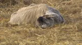 Uhynulá ovce, kterou dnes na farmě objevil štáb ČT