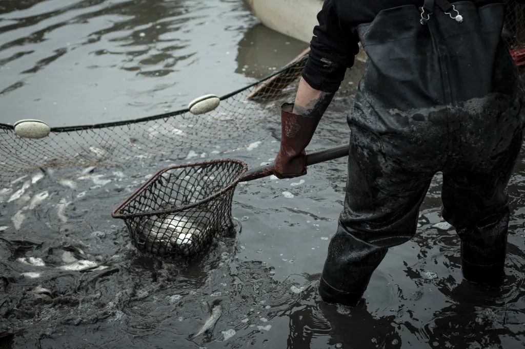 Na ruční vybírání a přenášení ryb je určený keser, podběrák. U větších rybníků je možné použít i mechanický, který může najednou přenést až metrák ryb.