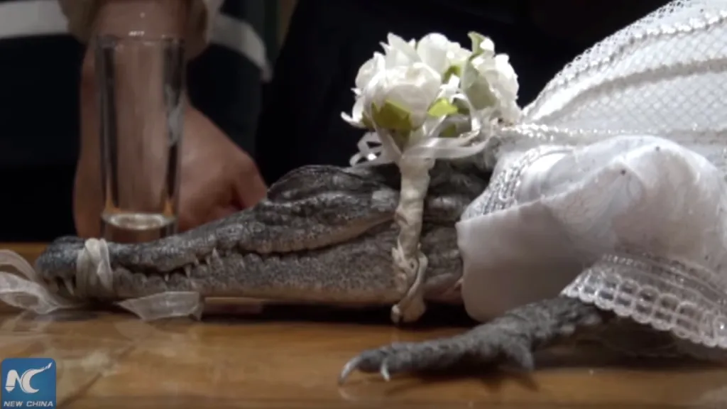 Krokodýlí princezna ve svatebním