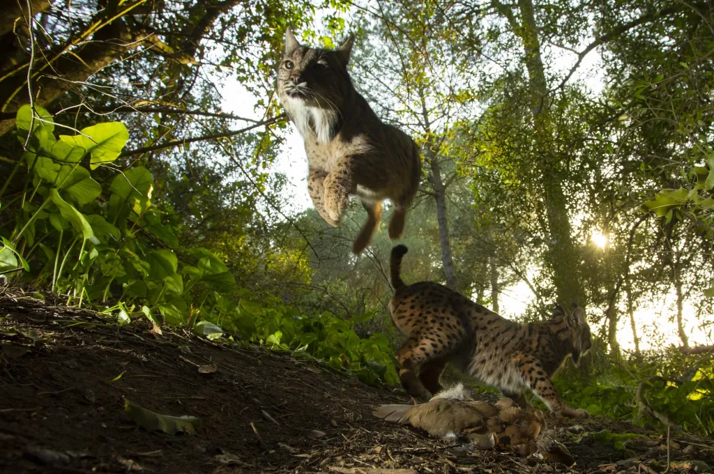 Nominace v sekci samostatná fotografie: Antonio Pizarro Rodriguez  se snímkem The King of Doñana (Král Doñany). Rys iberský, vyskytující se v některých částech Španělska a Portugalska, je podle Světového fondu na ochranu přírody nejohroženějším druhem koček na světě