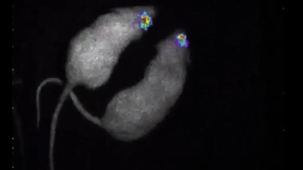 Myši se svítícími mozky