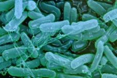 Když člověk není včas vystavený mikrobům, imunita strádá. Nový český výzkum to potvrzuje