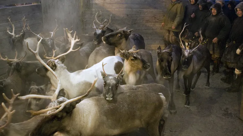 Sobi - ilustrační foto