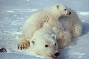 Příliš sněhu v Arktidě ohrožuje ekosystém, varují vědci