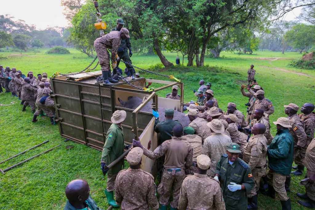 Ugandští strážci z národního parku Kidepo Valley vypouštějí nosorožce z přepravní bedny