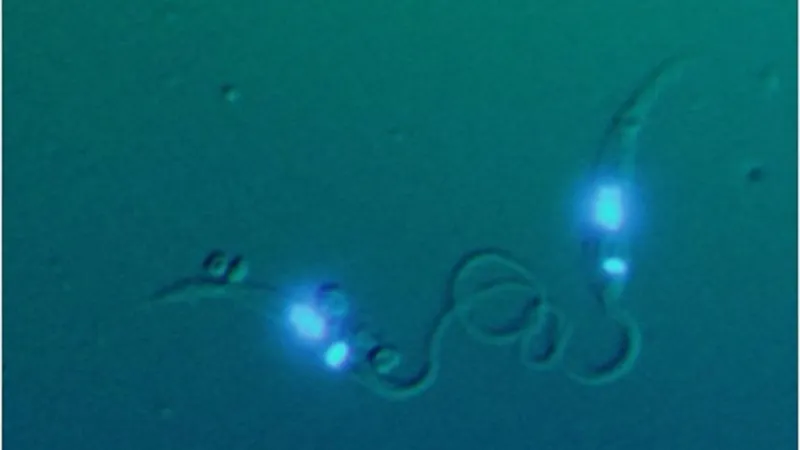 Blastocrithidia nonstop