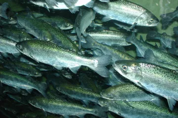 Ohrozilo je sucho, teď se ale lososi do San Francisca vrací