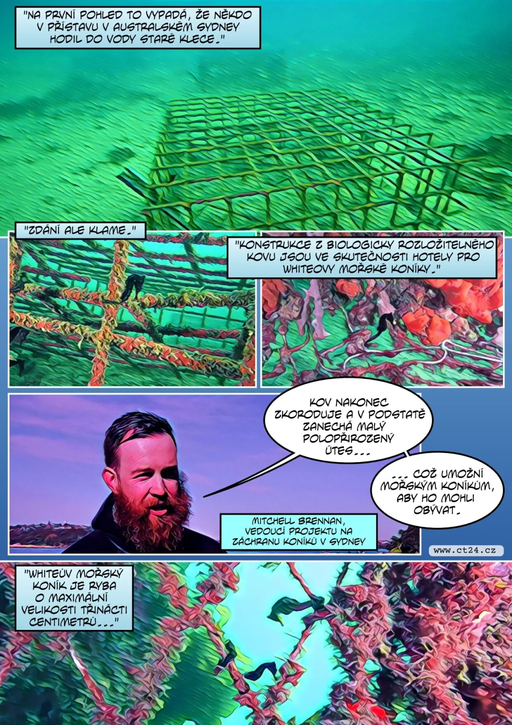 Vědci staví pro mořské koníky na pobřeží „hotely“. Jejich přirozených útočišť ubývá