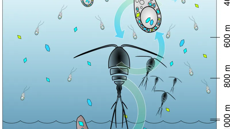 Schéma koloběhu v oceánu