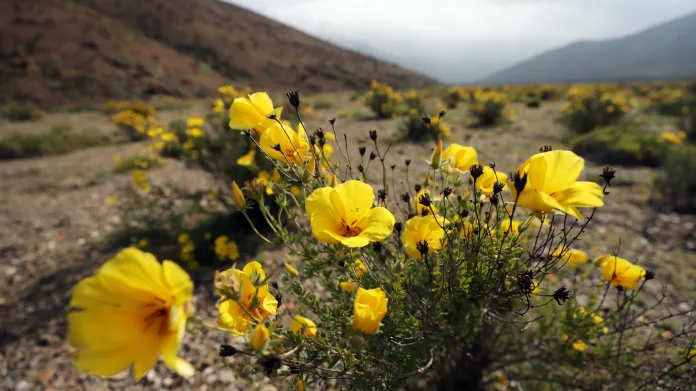 Kvetoucí poušť Atacama