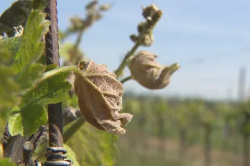 Se změnou klimatu „zápasily“ už germánské kmeny. Studie popsala, jak úspěšně