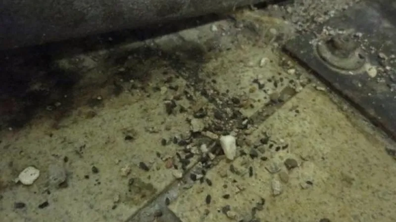 SZPI našla U Dvou koček v Praze myší trus