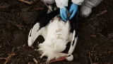Ve Španělsku umírají čápi na ptačí chřipku