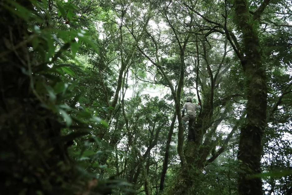 Botanici na Tchaj-wanu hledají ohrožené druhy rostlin, které by mohly zmizet v důsledku klimatických změn