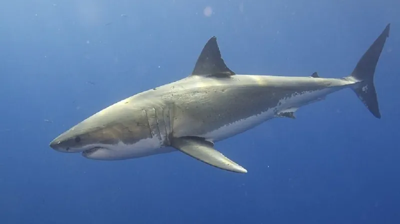 Žralok bílý