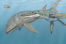 Pravěká ryba byla delší než největší žralok. A rychlejší, než si vědci dokázali představit