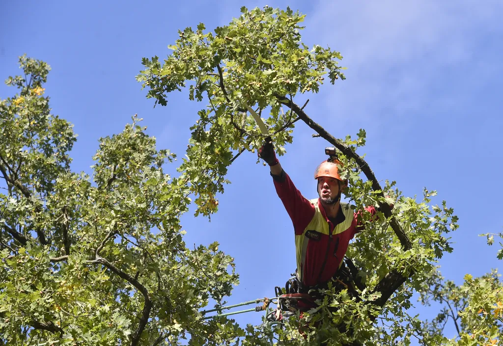 V Náměšti nad Oslavou odborníci opět ošetřili Žižkův dub starý přes devět set let