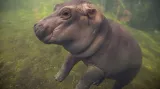 V zoologické zahradě v americkém Cincinnati (Ohio) se médiím poprvé představilo hroší mládě Fiona. Vedení zoo zdůraznilo, že první setkání s novináři pomůže připravit mládě na pravidelný kontakt s veřejností, kterému se zatím brání. Fiona se narodila 24. ledna a vážila po narození 13 kilogramů.