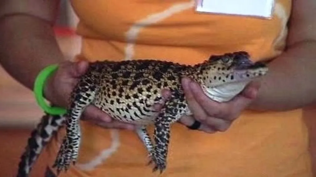Mládě kubánského krokodýla