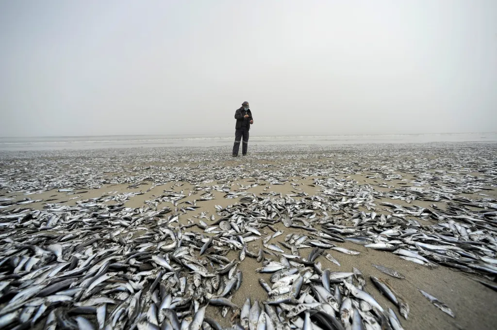 Zaměstnanec chilského národního úřadu pro rybolov a akvakulturu (SERNAPESCA) se dívá na tisíce ryb vyplavených na břeh u města Horcon. Příčiny rybí tragédie se vyšetřují
