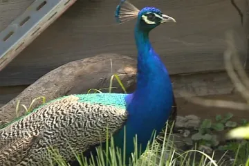 Do soukromé zoo v Putimi se vrací zvířata