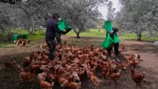 Vysloužilé slepice oživují kyperské olivové háje