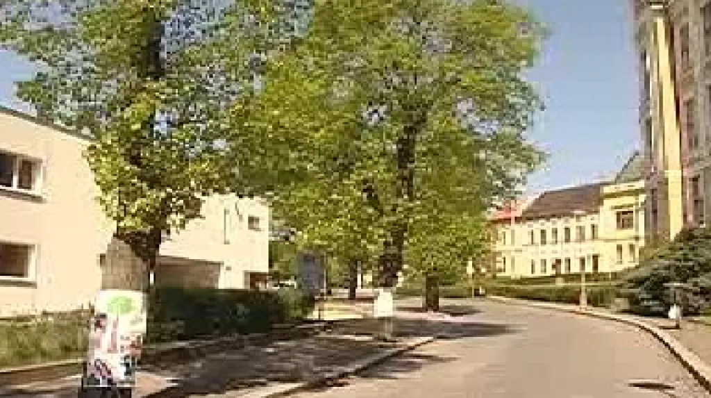 Ohrožené lípy v Turnově