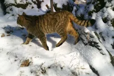 Na Křivoklátsku zachytila fotopast kočku divokou. Mohla by tam mít stálé teritorium