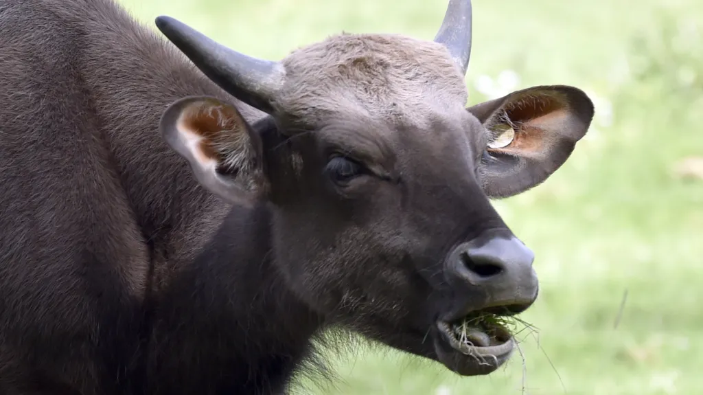 Do zlínské zoo přicestovali gauři indičtí