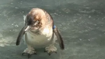 Tučňák nejmenší